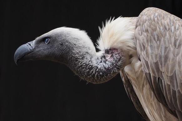 4 Steps to Beat Vulture Posture